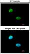 Homeobox-containing protein 1 antibody, LS-C185605, Lifespan Biosciences, Immunocytochemistry image 