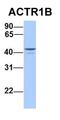 Actin Related Protein 1B antibody, orb330662, Biorbyt, Western Blot image 