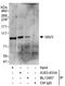 Vav Guanine Nucleotide Exchange Factor 3 antibody, A303-833A, Bethyl Labs, Immunoprecipitation image 