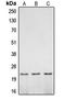 Caspase 2 antibody, LS-C351907, Lifespan Biosciences, Western Blot image 