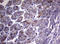 TNF Receptor Superfamily Member 8 antibody, LS-C336396, Lifespan Biosciences, Immunohistochemistry frozen image 