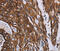 Lysyl-TRNA Synthetase antibody, MBS2520311, MyBioSource, Immunohistochemistry frozen image 