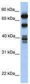 Spermatid perinuclear RNA-binding protein antibody, TA343878, Origene, Western Blot image 