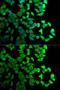 Diaphanous Related Formin 1 antibody, GTX33153, GeneTex, Immunofluorescence image 
