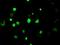 Lysine Demethylase 4C antibody, NBP1-47815, Novus Biologicals, Immunofluorescence image 