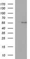 Ankyrin repeat and MYND domain-containing protein 2 antibody, LS-C338471, Lifespan Biosciences, Western Blot image 