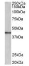 Cyclin D1 Binding Protein 1 antibody, orb12396, Biorbyt, Western Blot image 