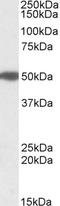 MON1 Homolog A, Secretory Trafficking Associated antibody, EB09838, Everest Biotech, Western Blot image 