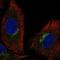 Solute Carrier Family 6 Member 16 antibody, HPA076812, Atlas Antibodies, Immunofluorescence image 