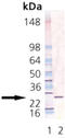 GrpE antibody, ADI-SPA-240-J, Enzo Life Sciences, Western Blot image 