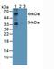 Sprouty RTK Signaling Antagonist 1 antibody, LS-C296494, Lifespan Biosciences, Western Blot image 