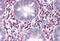 Immunity Related GTPase M antibody, MBS242472, MyBioSource, Immunohistochemistry frozen image 