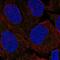 FA Complementation Group L antibody, HPA036685, Atlas Antibodies, Immunocytochemistry image 