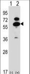 Oxidative Stress Responsive Kinase 1 antibody, LS-C164513, Lifespan Biosciences, Western Blot image 