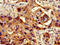Protein Phosphatase 1 Catalytic Subunit Beta antibody, CSB-PA018504LA01HU, Cusabio, Immunohistochemistry frozen image 