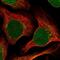 Ras Related GTP Binding C antibody, NBP2-56218, Novus Biologicals, Immunofluorescence image 