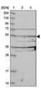 Cytosolic Iron-Sulfur Assembly Component 3 antibody, PA5-59325, Invitrogen Antibodies, Western Blot image 