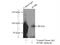 Intraflagellar Transport 88 antibody, 60227-1-Ig, Proteintech Group, Immunoprecipitation image 