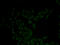 Keratin 5 antibody, 18-754, ProSci, Immunofluorescence image 