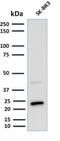 Secretoglobin Family 2A Member 2 antibody, NBP2-75729, Novus Biologicals, Western Blot image 