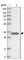 Estrogen sulfotransferase antibody, HPA028728, Atlas Antibodies, Western Blot image 