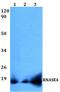 Ribonuclease A Family Member 4 antibody, A07787, Boster Biological Technology, Western Blot image 