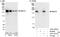 SR-Related CTD Associated Factor 8 antibody, A301-037A, Bethyl Labs, Western Blot image 