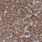 Tu Translation Elongation Factor, Mitochondrial antibody, NBP2-36752, Novus Biologicals, Immunohistochemistry frozen image 