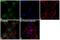 ADP Ribosylation Factor 1 antibody, PA1-127, Invitrogen Antibodies, Immunofluorescence image 