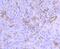 Midkine antibody, NBP2-66948, Novus Biologicals, Immunohistochemistry paraffin image 