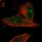 SMG6 Nonsense Mediated MRNA Decay Factor antibody, HPA042932, Atlas Antibodies, Immunocytochemistry image 