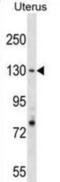 Replication Factor C Subunit 1 antibody, abx030780, Abbexa, Western Blot image 