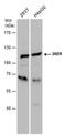 Staphylococcal Nuclease And Tudor Domain Containing 1 antibody, PA5-40124, Invitrogen Antibodies, Western Blot image 