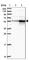 Cyclase Associated Actin Cytoskeleton Regulatory Protein 2 antibody, HPA050530, Atlas Antibodies, Western Blot image 