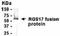 Regulator Of G Protein Signaling 17 antibody, NB120-14260, Novus Biologicals, Western Blot image 