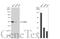 Forkhead Box A1 antibody, GTX100308, GeneTex, Western Blot image 