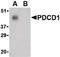 Programmed Cell Death 1 antibody, LS-B540, Lifespan Biosciences, Western Blot image 