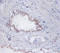 Defender Against Cell Death 1 antibody, LS-C210893, Lifespan Biosciences, Immunohistochemistry paraffin image 