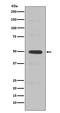 Cyclin E2 antibody, M04536-1, Boster Biological Technology, Western Blot image 