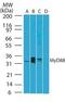 Myeloid differentiation primary response protein MyD88 antibody, TA337167, Origene, Western Blot image 