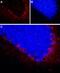 Neuropeptide Y Receptor Y2 antibody, PA5-77517, Invitrogen Antibodies, Immunohistochemistry paraffin image 