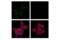 Integral Membrane Protein 2B antibody, 10644S, Cell Signaling Technology, Immunocytochemistry image 