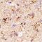 Synuclein Alpha antibody, NBP1-26380, Novus Biologicals, Immunohistochemistry frozen image 