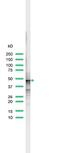 Fc Fragment Of IgE Receptor II antibody, MA5-16335, Invitrogen Antibodies, Western Blot image 