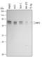 VICKZ family member 2 antibody, AF5305, R&D Systems, Western Blot image 