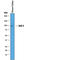 Angiotensin I Converting Enzyme 2 antibody, AF3437, R&D Systems, Western Blot image 