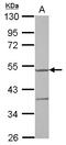 Tyrosyl-tRNA synthetase, mitochondrial antibody, LS-C155590, Lifespan Biosciences, Western Blot image 