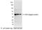 HSV antibody, A190-136A, Bethyl Labs, Western Blot image 