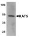 Lysine Acetyltransferase 5 antibody, LS-C201086, Lifespan Biosciences, Western Blot image 