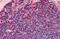 Interleukin 7 Receptor antibody, GTX85865, GeneTex, Immunohistochemistry paraffin image 